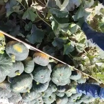 甘肃山丹板栗南瓜个头大，口感好