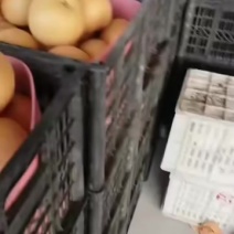 秋月梨上市中，沙地富哂种植，含糖量高无渣