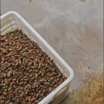 精品金蝉