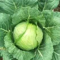 3456圆菜，大量有货，需要的客户我