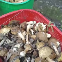 野生干货大脚菌