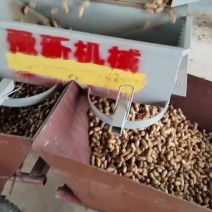 定州南花生市场