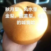 青岛市莱西市黄金梨，圆黄梨，秋月梨，直销，有需要的老板可以联