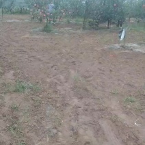 嘎啦苹果