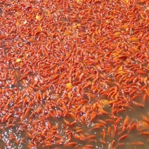 草金，现货