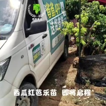 西瓜红番石榴苗
