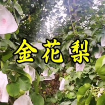 金花梨口感好咪甜！6两起地头价1.30元/斤