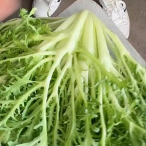 高原精品苦菊