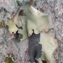 石耳岩耳