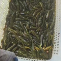 黄颡