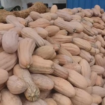 又甜又面的南瓜自然成熟