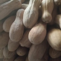 四川密本老南瓜灰色好，紫色红肉条形好，面甜！物美价廉！！