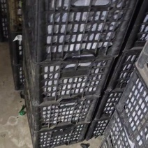 新疆蓝密西梅电商一件代发可发货到十月底，货源充足支持市场