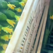 山东密刺黄瓜，精品鲜花黄瓜，大量现货供应，欢迎选购