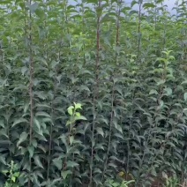 鸡心果树苗
