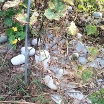 水果冬瓜