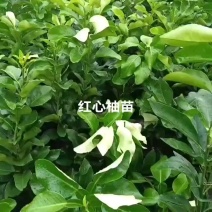 红心柚子苗