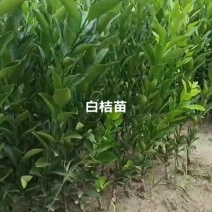 白桔苗