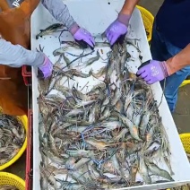 宁河区罗氏虾大量截单，***********.吕