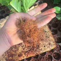 绣球大海蓝