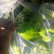 马椒河北马椒阳原马椒蔚县马椒张家口马椒