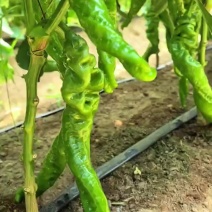 螺丝椒大量有货
