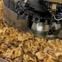 灵山土鸡苗，红公鸡鸡苗