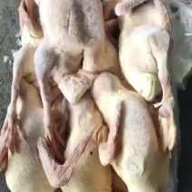 存货带舌全鸭单只5斤以上7/8吨