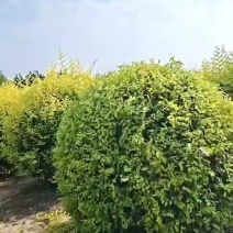 陕西金叶瑜球金叶榆球冠福100～180厘米精品精球