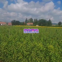 山杏