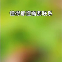 淫羊藿种苗