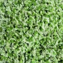 精品韭花