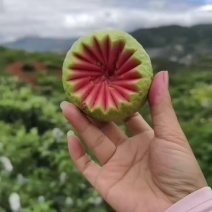 云南蒙自芭乐