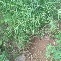 鲜益母草野生的
