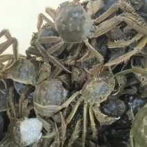 纯自然生长的螃蟹