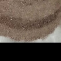 博落回种子