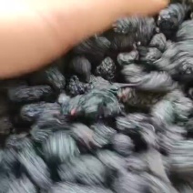 免水洗沙桑椹干，电商专用桑椹干