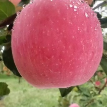 雨花富士大量供货中