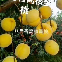 离核黄香蜜桃，黄桃苗黄肉离核丰产个大浓甜浓香