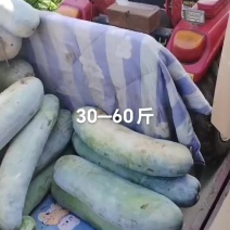 平头长白瓜