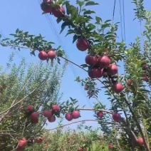 红星苹果