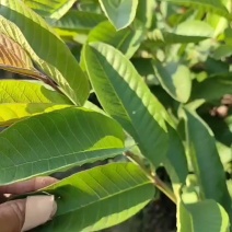 广西容县西瓜红芭乐，珍珠白番石榴稼苗基地一手货源质量保证