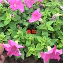 基地大量出售高15厘米牵牛花