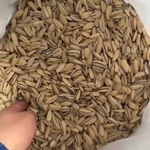 五香脱皮多味打手瓜子电商通用货