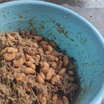 竹虫