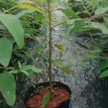 优质大杯桉树苗（29）、（28）