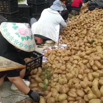 湖南湘西猕猴桃