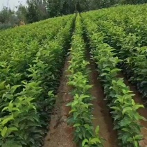 【八楞海棠苗】现挖现卖保证质量价格优惠欢迎选购