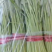 优质大棚种植空心菜叶菜