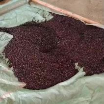 木姜子种子脱好皮肉的新鲜种子发芽率高保质保量技术指导播种